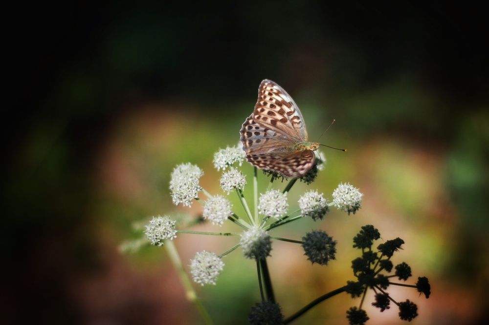 Photograph by Астафьева Анастасия