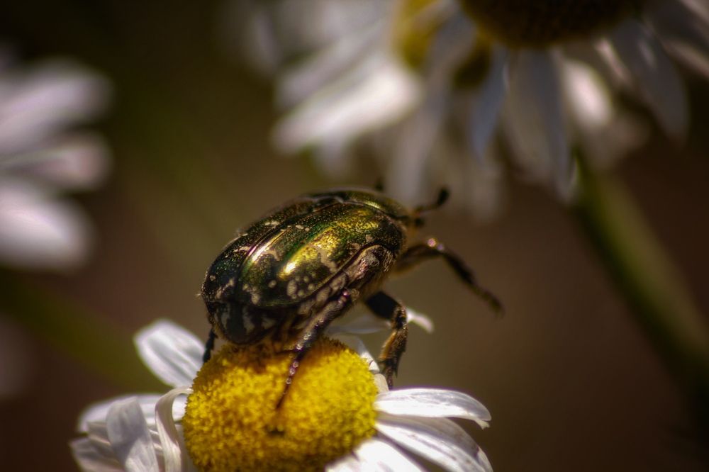 Photograph by Астафьева Анастасия