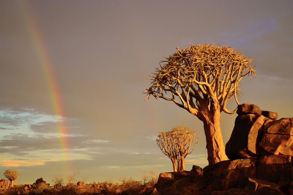 Фотография автора Julene Bosman