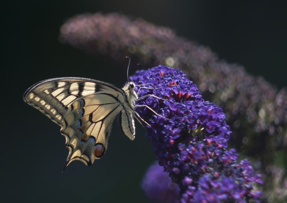 Photograph by Svetlana Rizzo