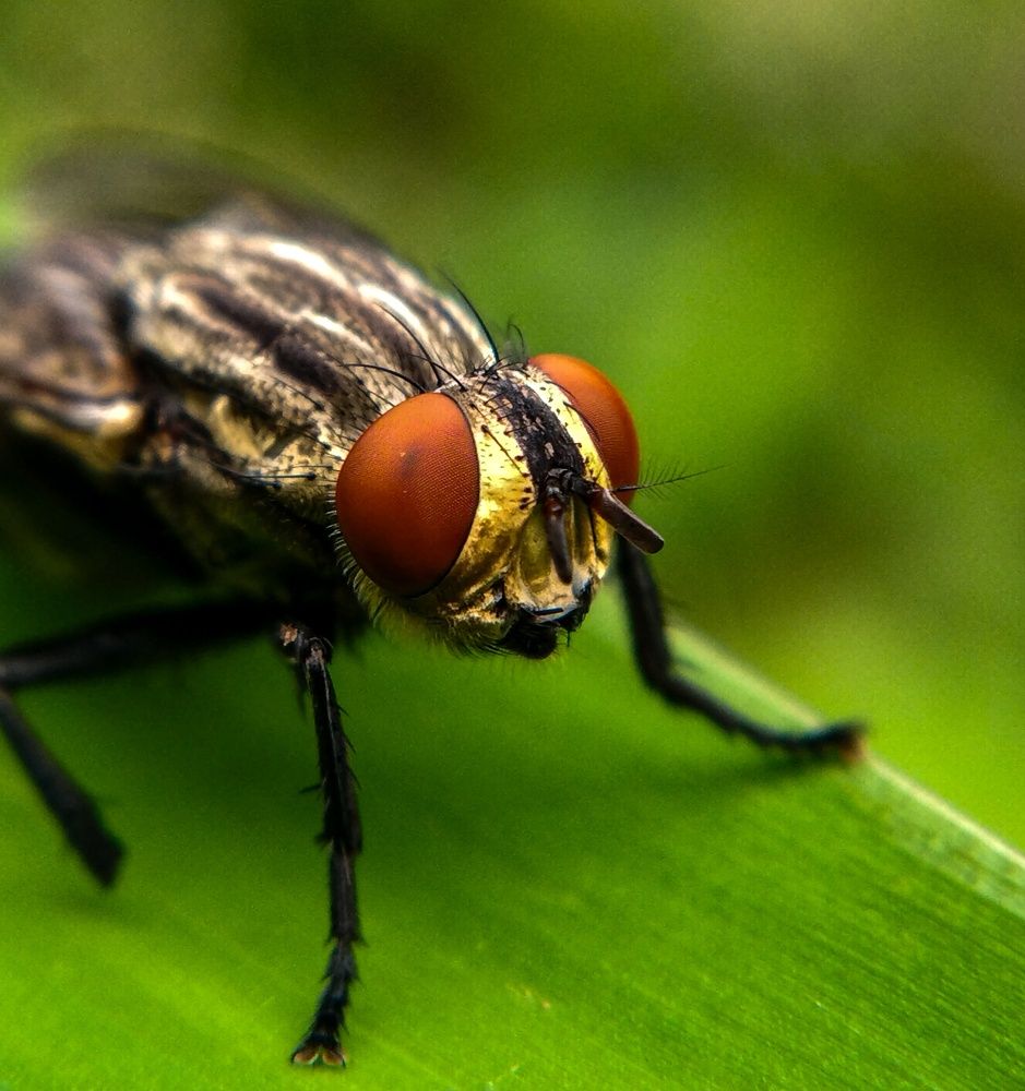 Mobile macro photography
