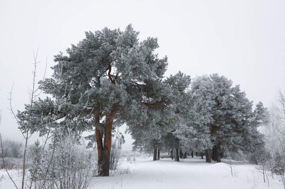 Photograph by Вячеслав Шуплецов
