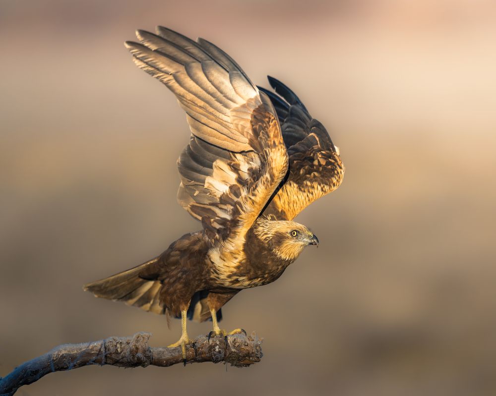 Photograph by Ahmed Sobhi