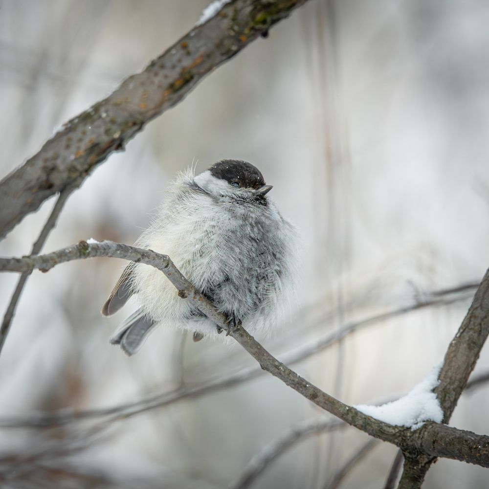 Фотография автора NIKOLAY KALININ