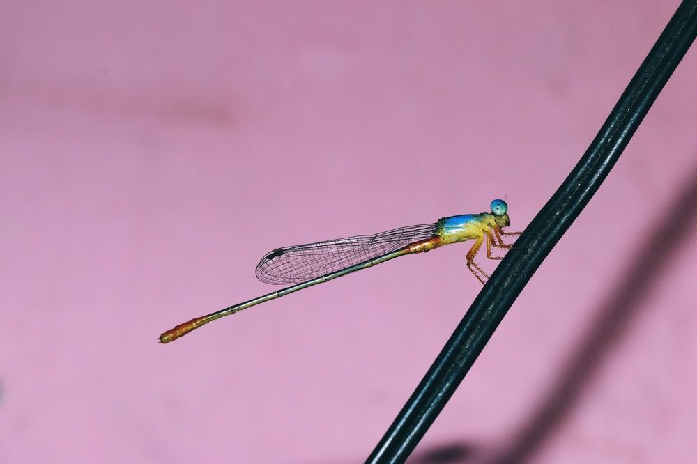 Фотография автора Sheuli Akther