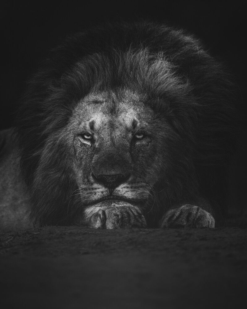 The king in black and white