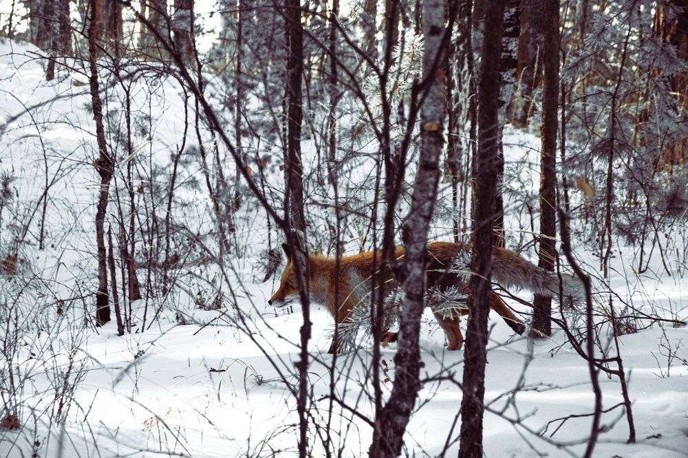 Фотография автора Александр Крапачев