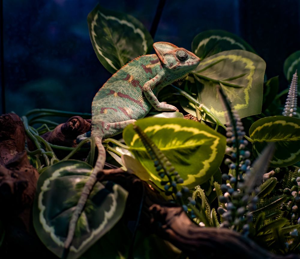 Фотография автора Николай Нестеренко