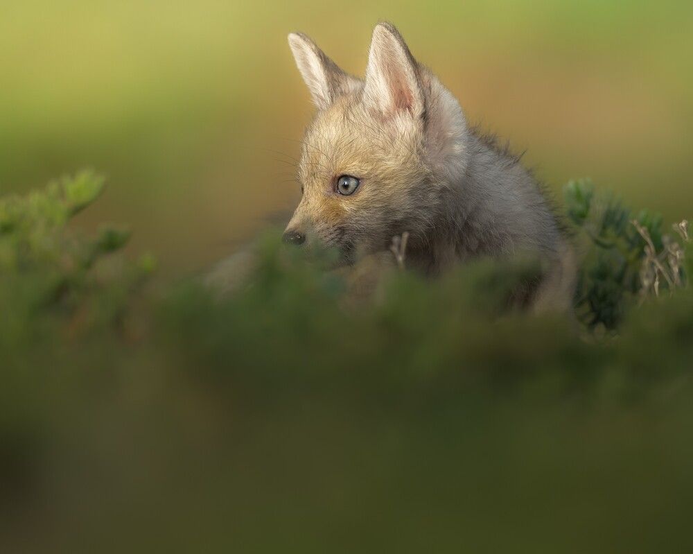 Baby Fox