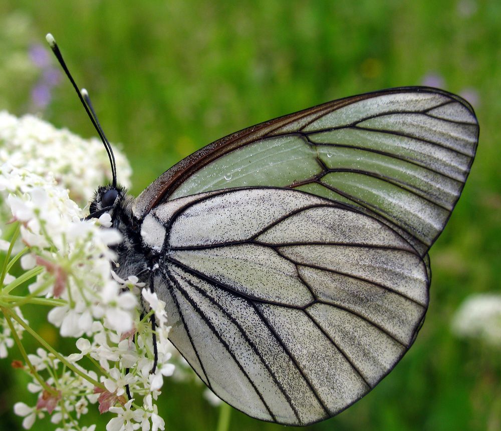 Боярышница