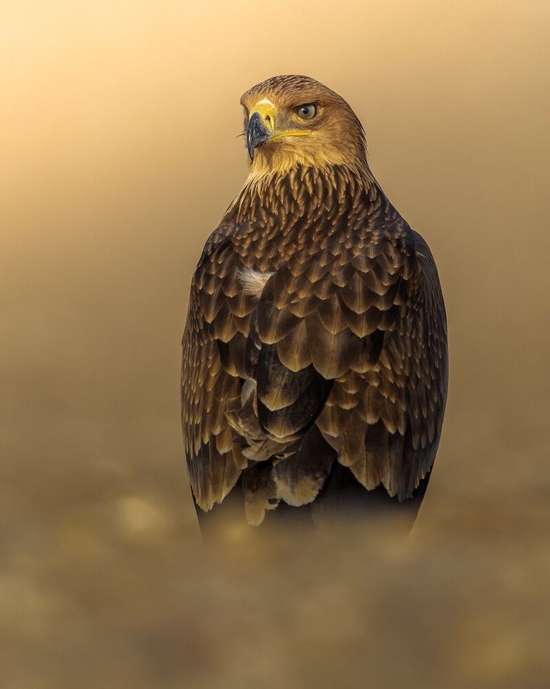 Eastern imperial eagle