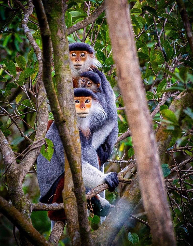 A family of Red-shanked Douc Langurs