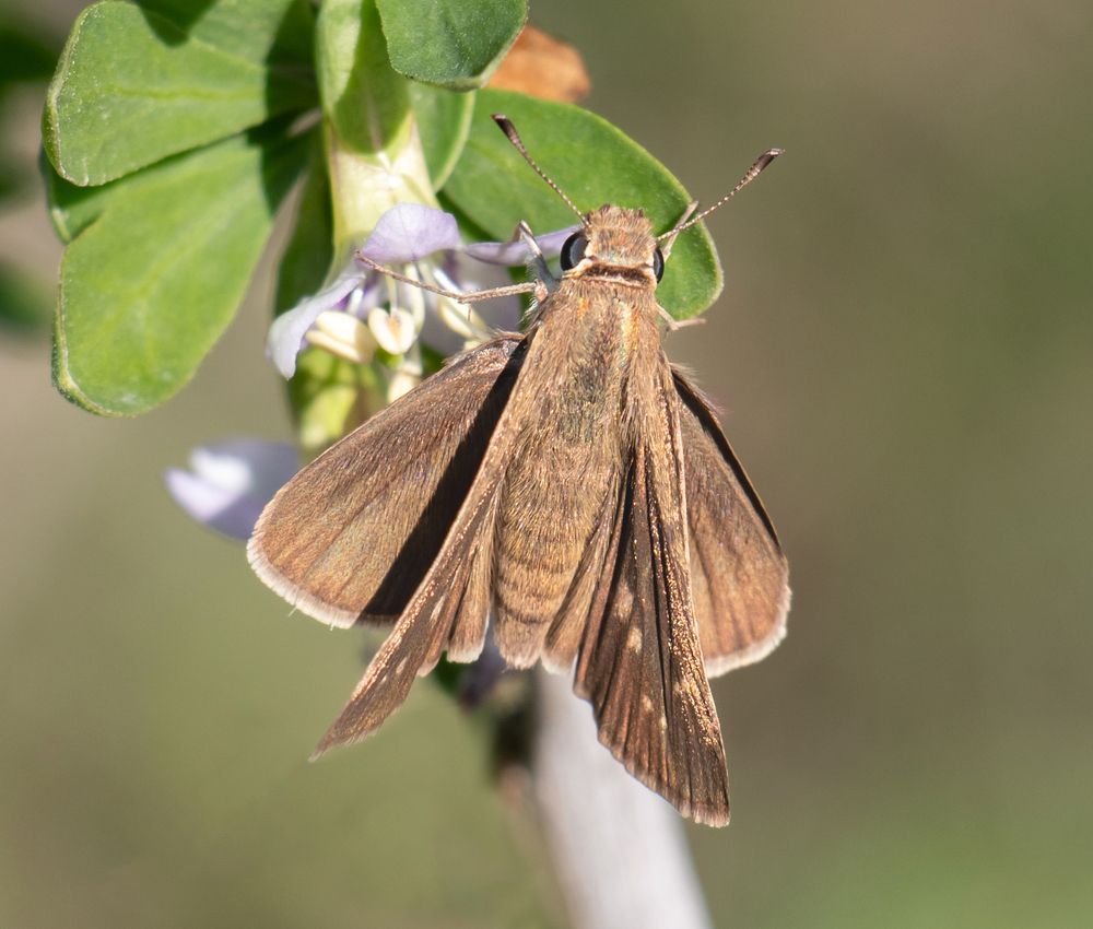 Фотография автора Ismail SAIDI