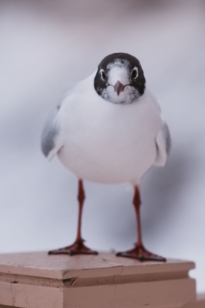 Photograph by Наталья Бурьян