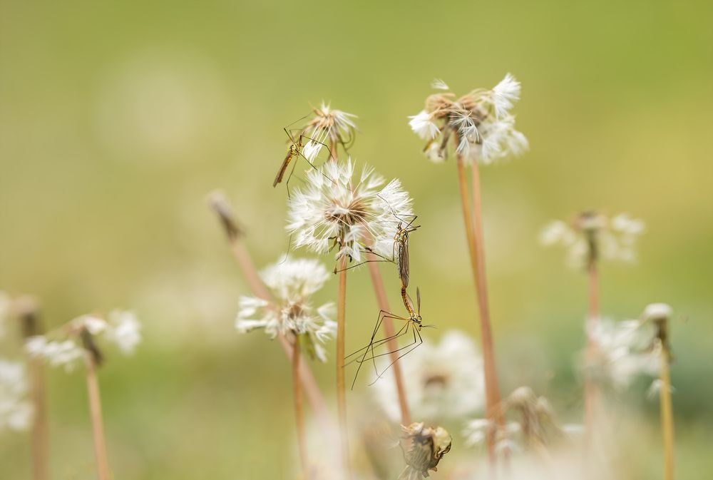 Photograph by Yong Lei van Barlingen