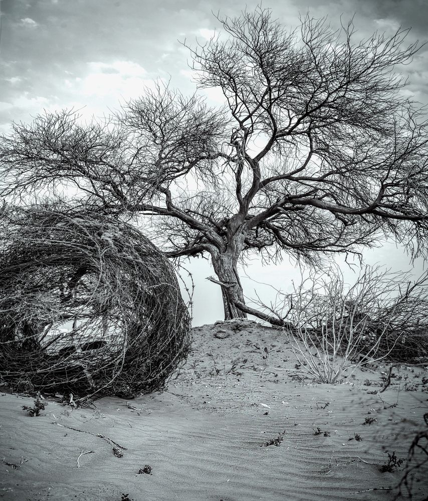 Photograph by Neda Namavar