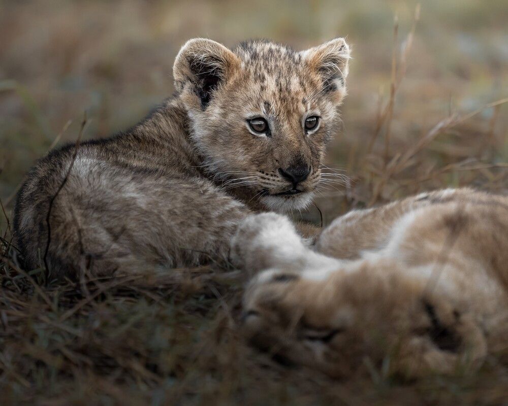 Lion cubs