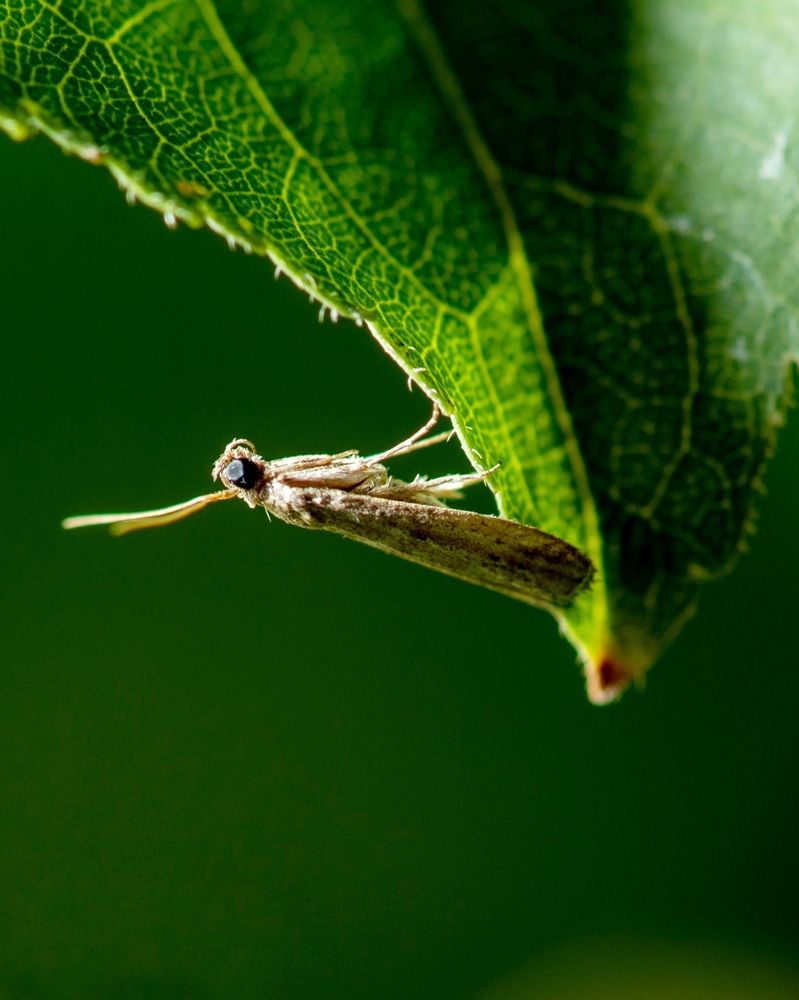 Photograph by Amir Naserkhani