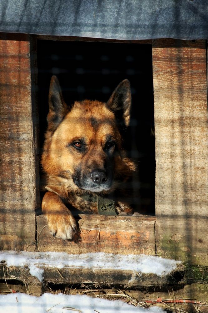 Фотография автора Роман Савин