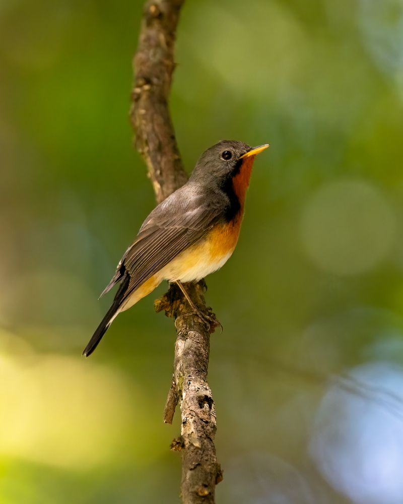 Фотография автора Raoul Rutnam