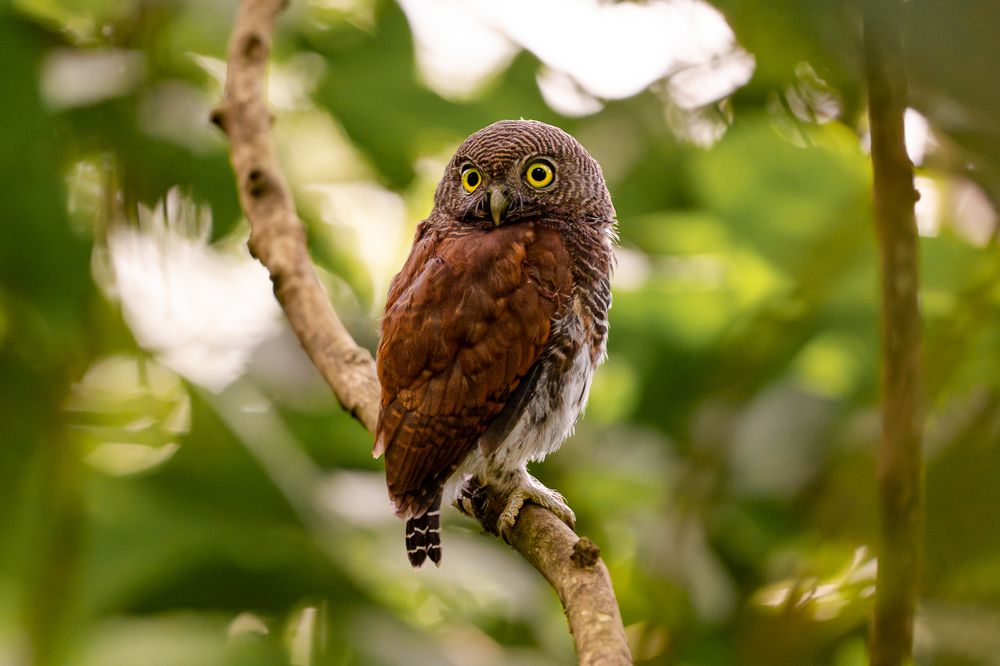 Фотография автора Raoul Rutnam