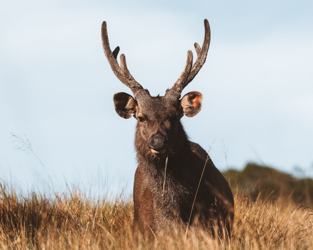 Фотография автора Raoul Rutnam