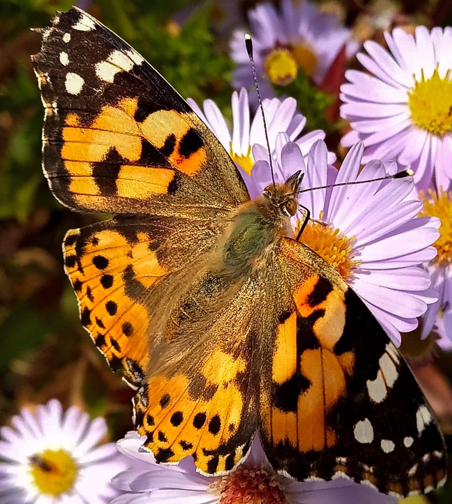 Photograph by Ольга Салтыкова