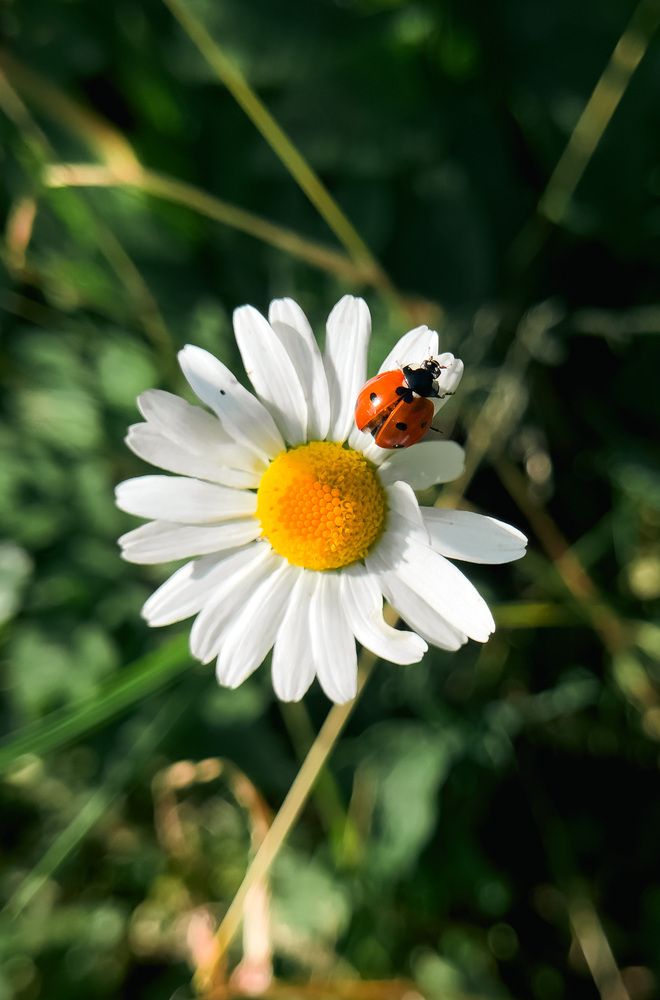 Фотография автора Геннадий Ломеко