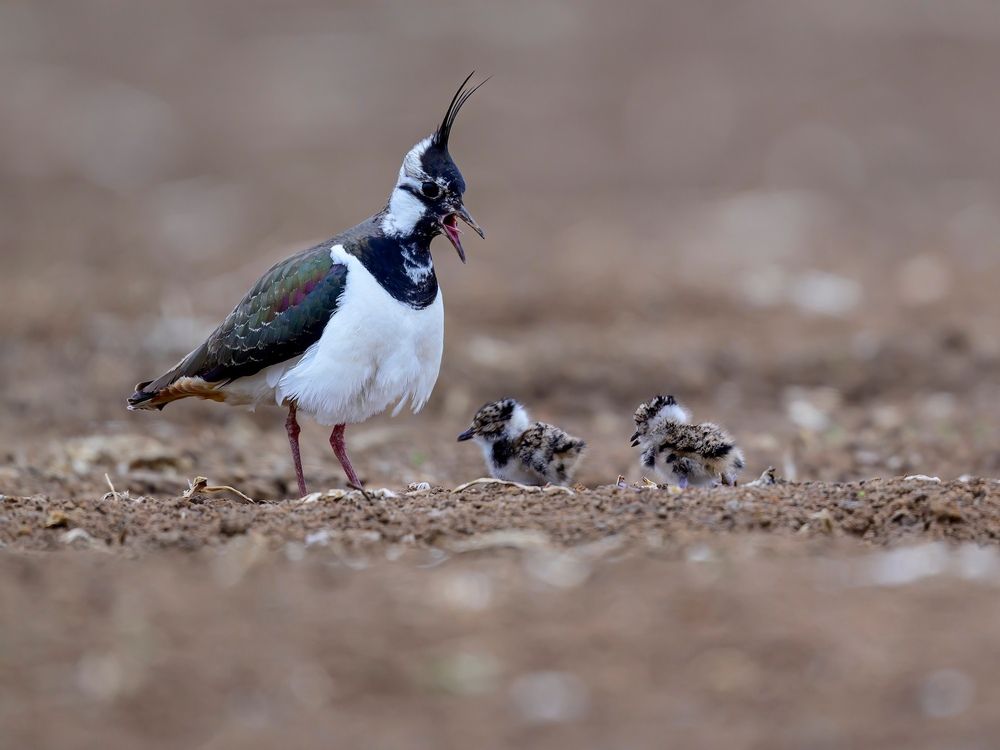 Photograph by Пупонин Сергей