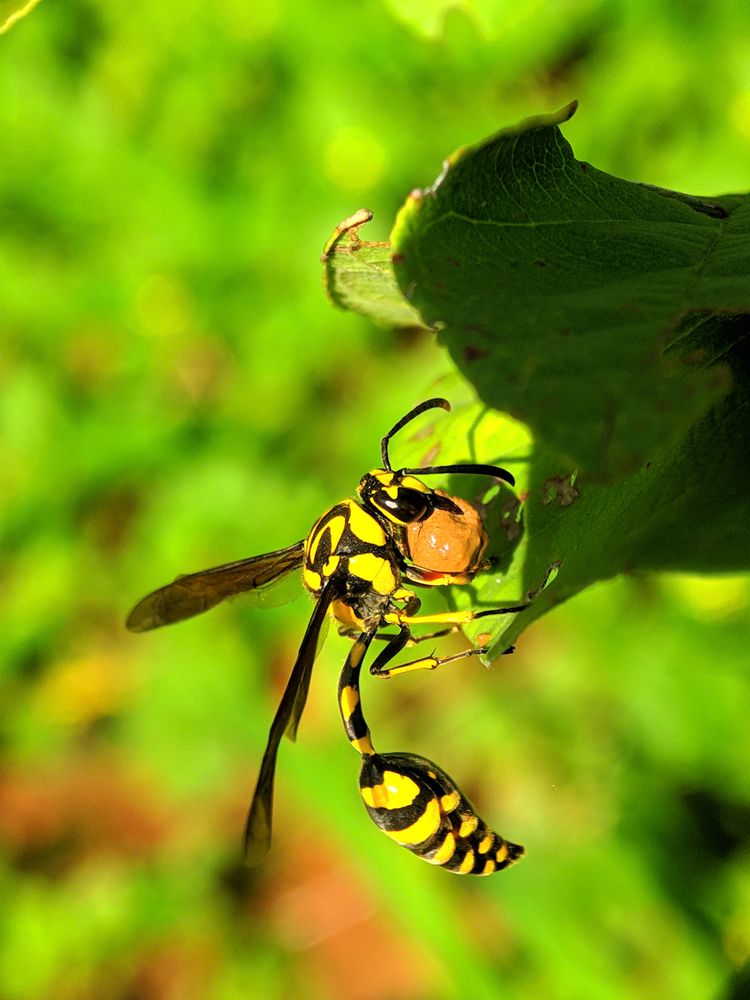 Photograph by sandhya kudli