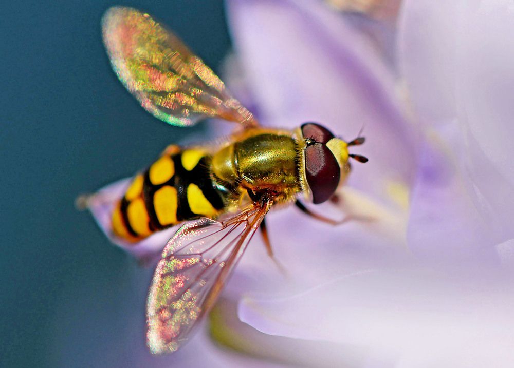 Photograph by Marjo Steffen