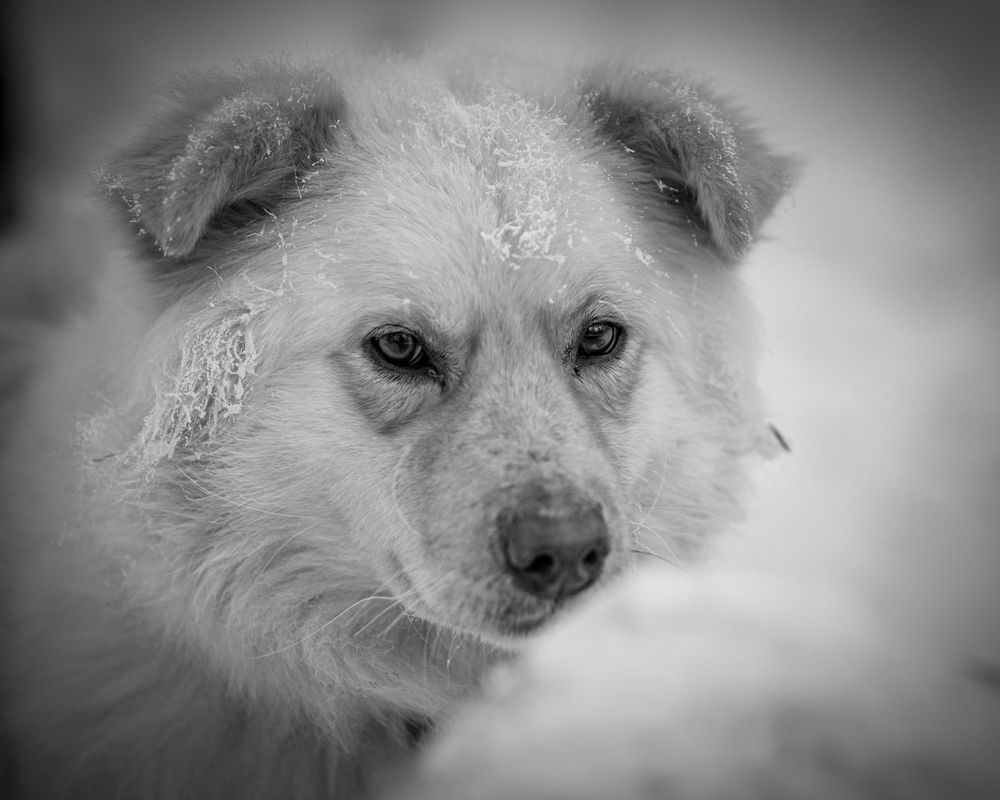 Грустные глаза