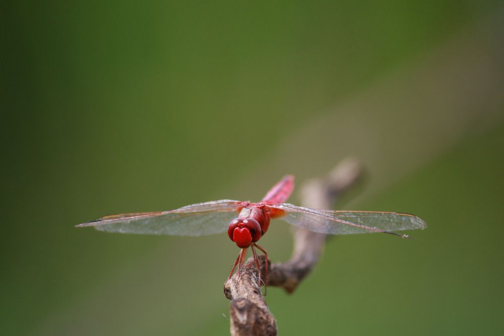 Photograph by Pradyumna K P
