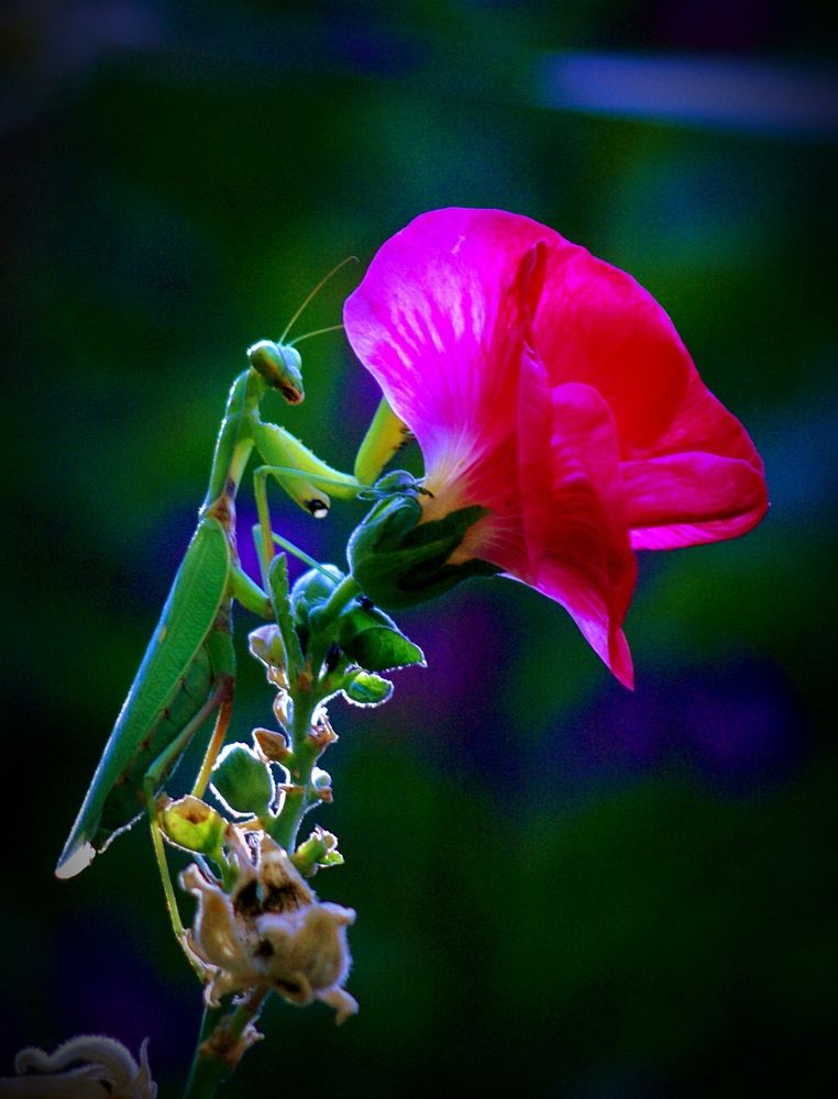 Photograph by Владимир Ким