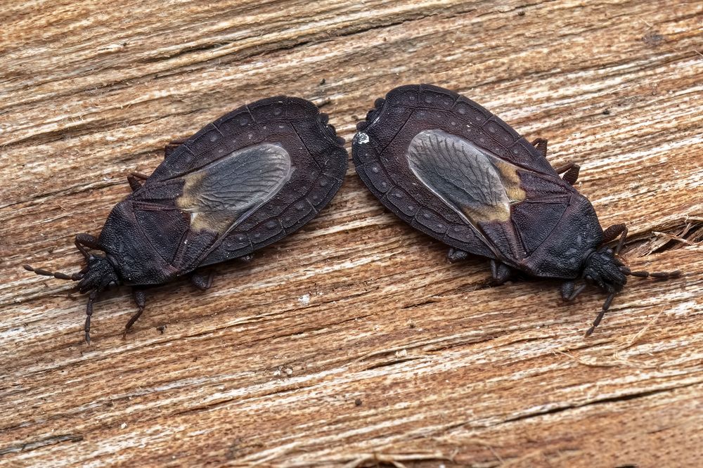 Photograph by Paul Irvine