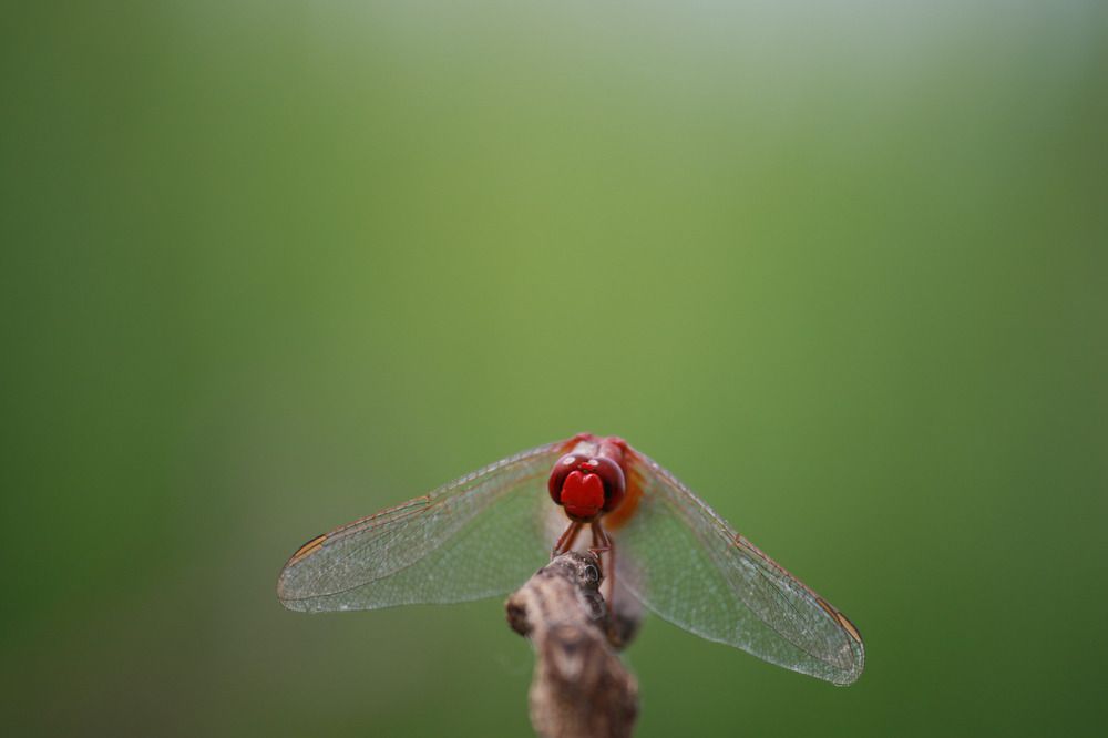 The Dragon Fly