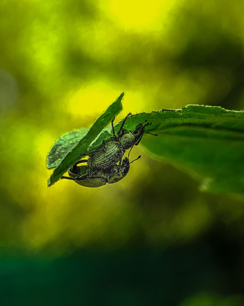 Photograph by sandhya kudli