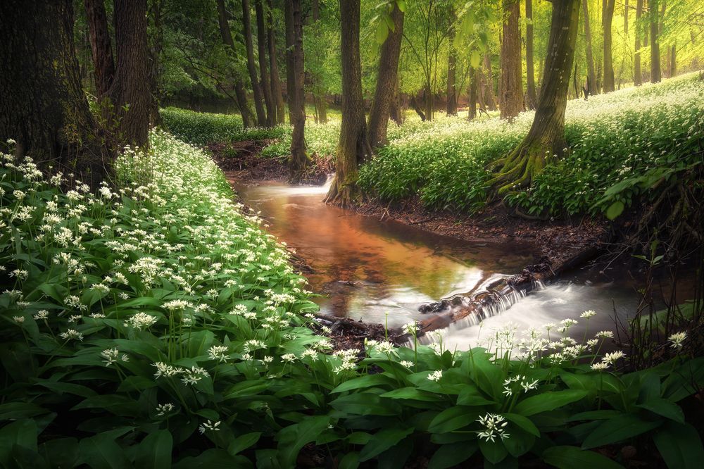 Photograph by Radoslav Cernicky