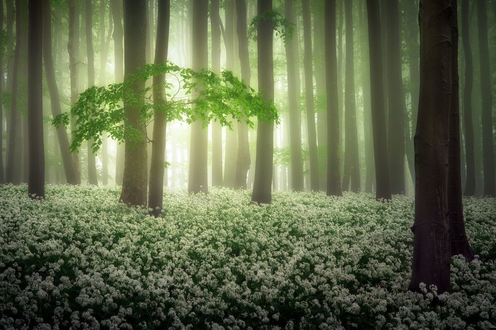 Photograph by Radoslav Cernicky