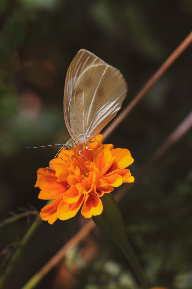 Фотография автора Татьяна Сергиенко