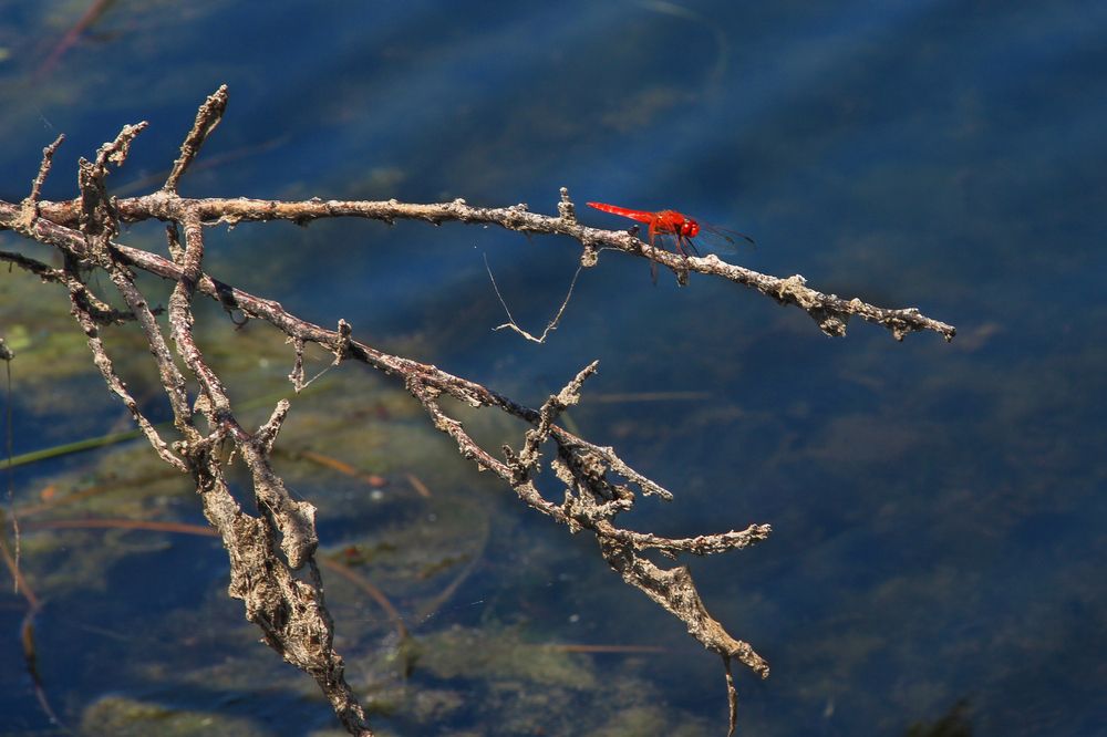 Фотография автора Татьяна Сергиенко