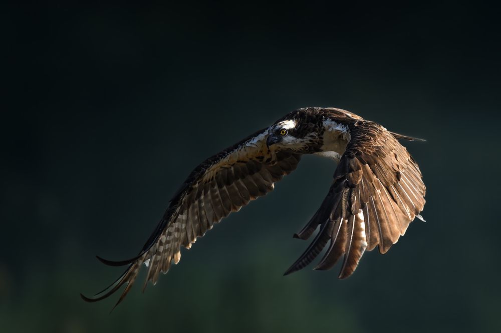 The Silent Hunter – Osprey in Flight