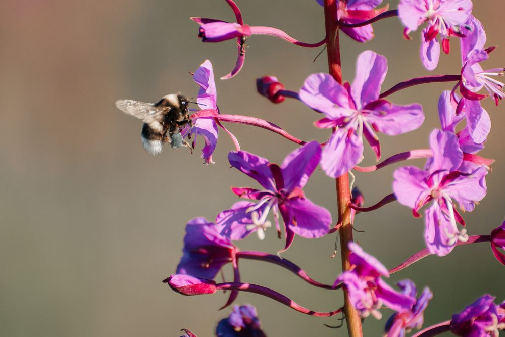 Photograph by Людмила Москвичёва