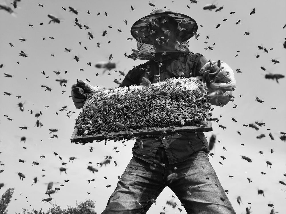 Honey hunting is the traditional practice of collecting wild honey from beehives