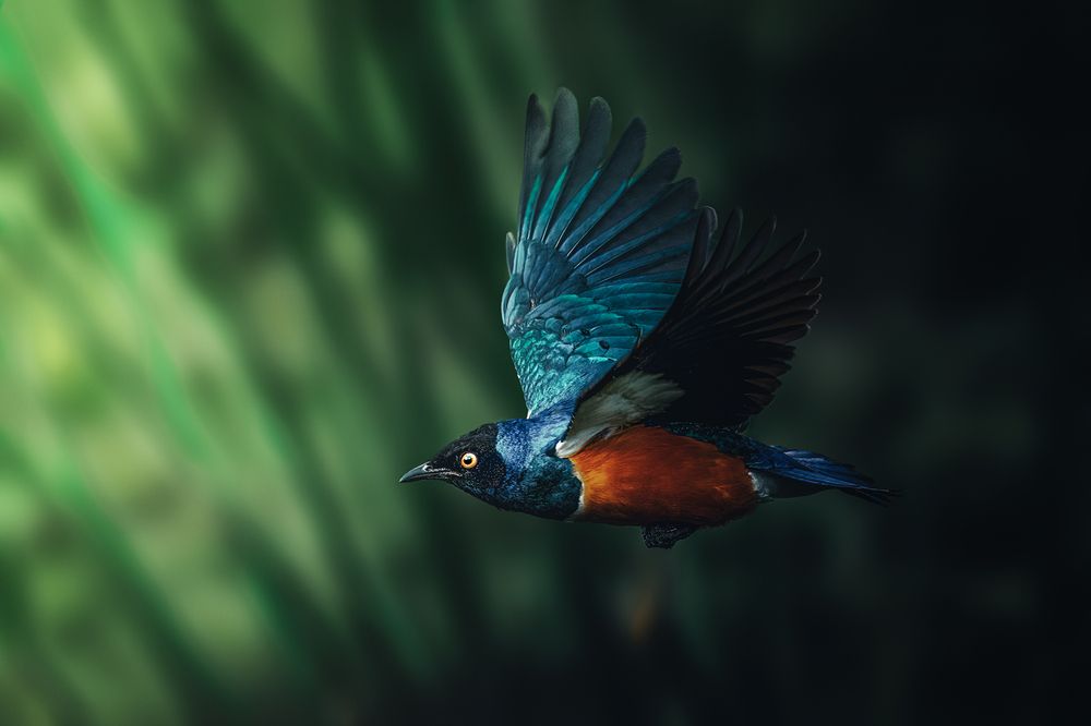 Фотография автора sherif Abdallah