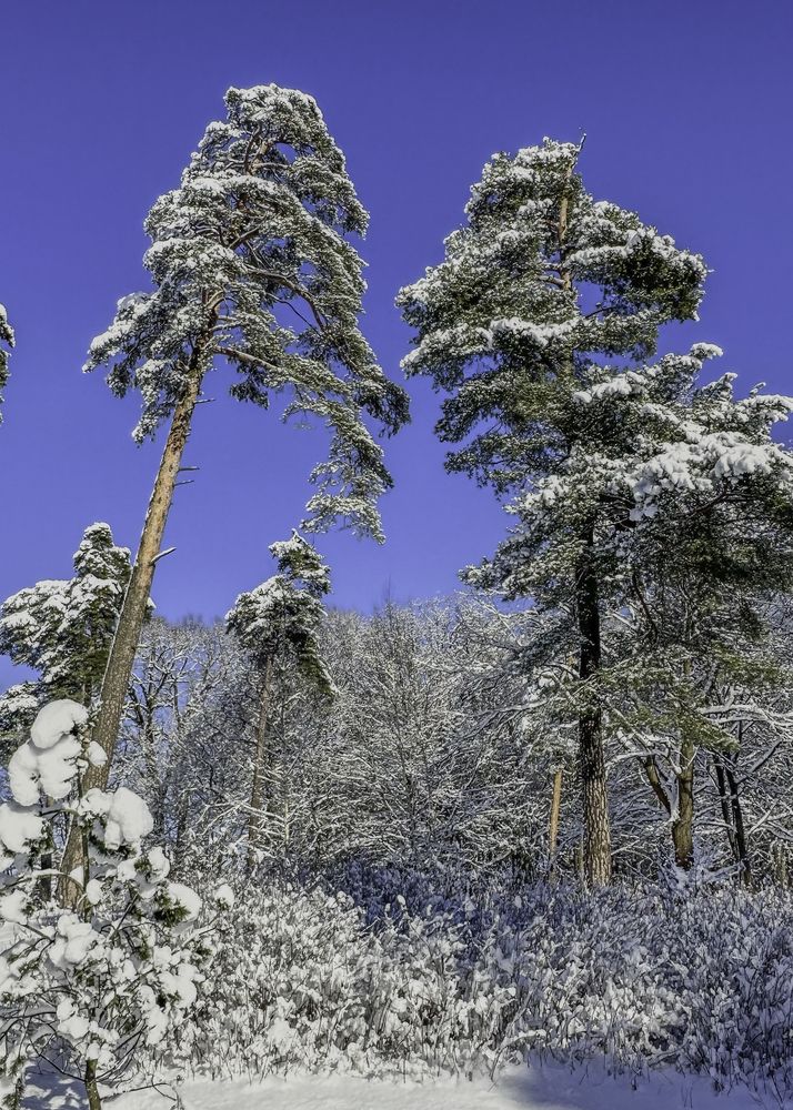 Photograph by Елена Болдырева