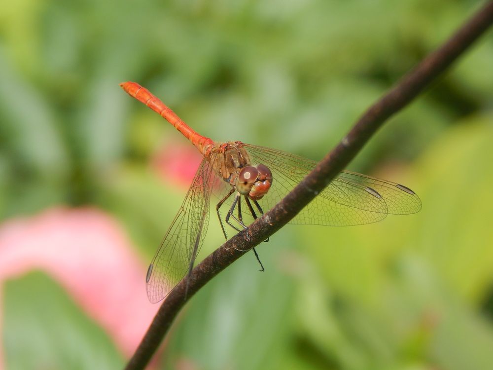 Photograph by Aлександра Чаплыгина