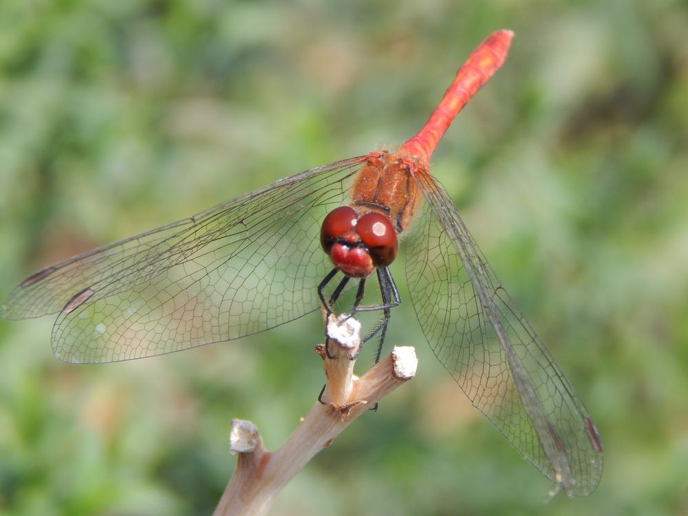 Photograph by Aлександра Чаплыгина