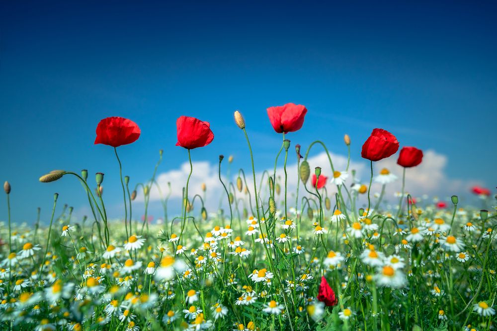 Photograph by Samir Kurtagić