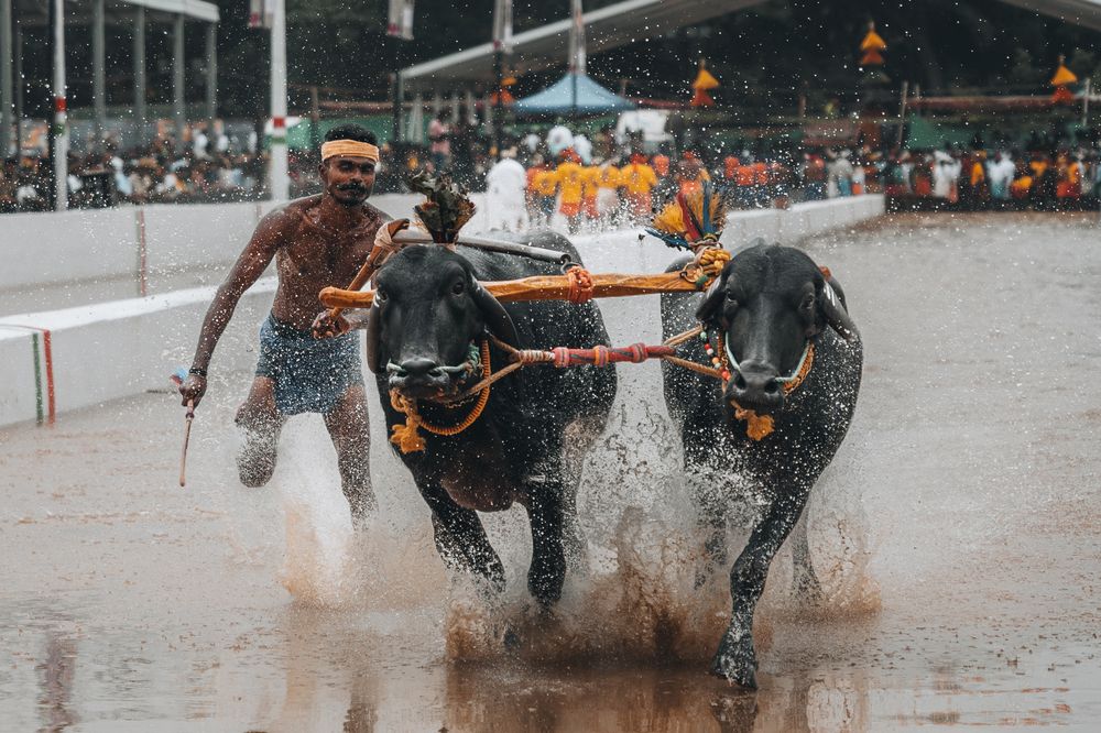 Kambala